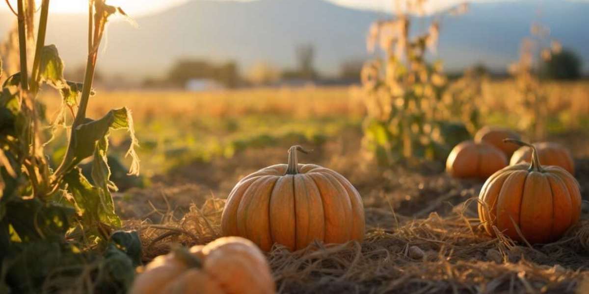 Find Your Perfect Pumpkin Patch Nearby with Kustermans Farm!